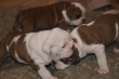 English Bulldog Puppies For Sale